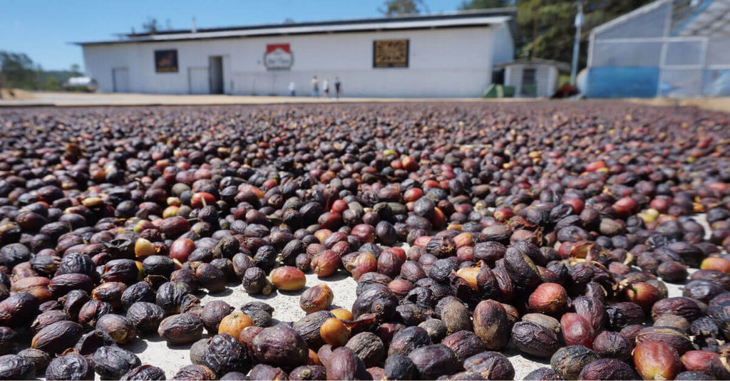 【新商品のお知らせ】新しいコーヒー豆が入荷しました